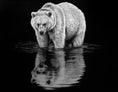 Load image into Gallery viewer, ECHO - NAKODA