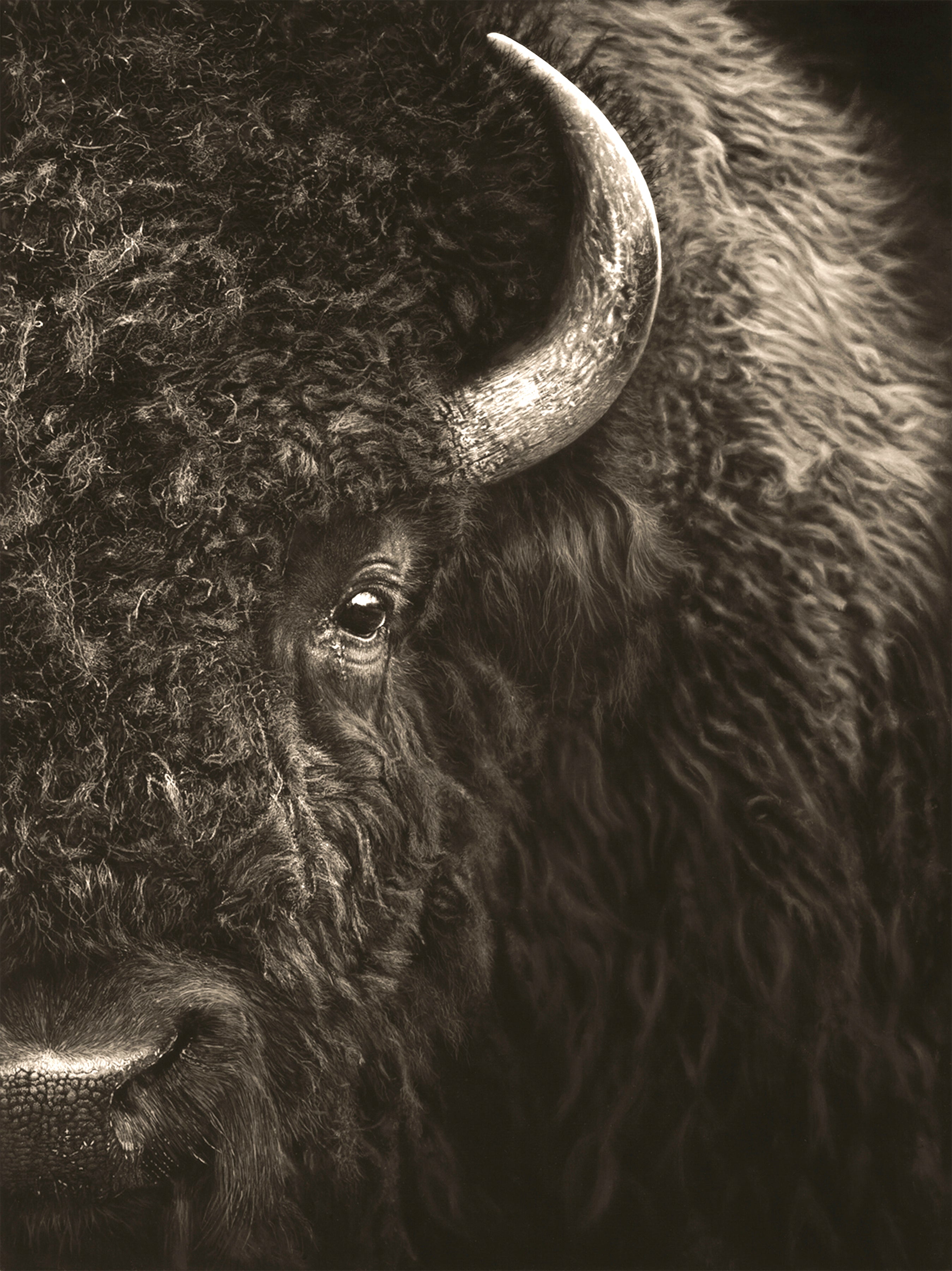 WISDOM OF THE BISON – Keith Andrews Fine Art