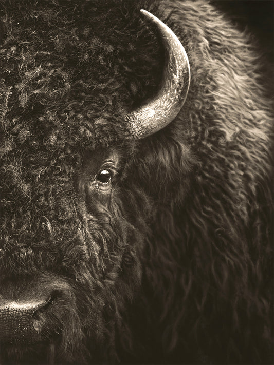 WISDOM OF THE BISON